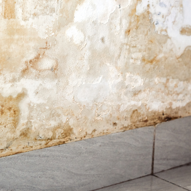 Leak Detection Services in Richardson, TX