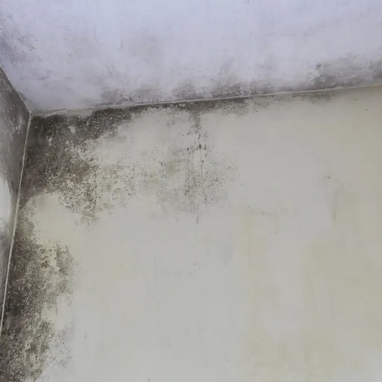 Leak Detection Services in Richardson, TX